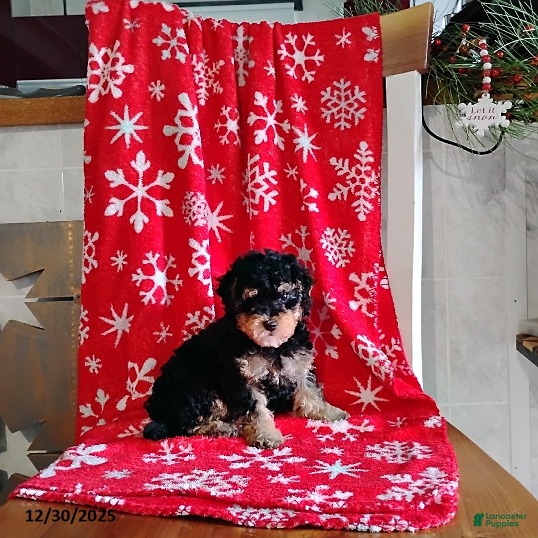 Mini Bernedoodle dogs for sale: Robin - Ad 3