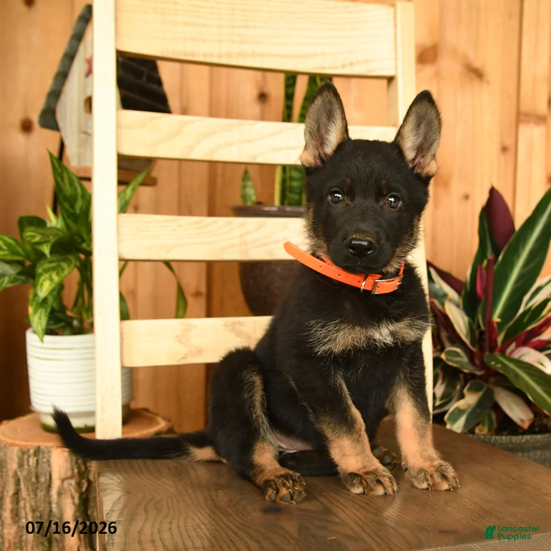 German Shepherd dogs for sale: Jennifer - Ad 2