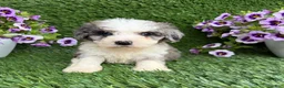 Mixed Breed dogs for sale: Bozo - Ad 3