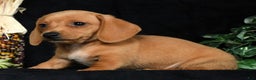 Miniature Dachshund dogs for sale: Toby Short Hair - Ad 6