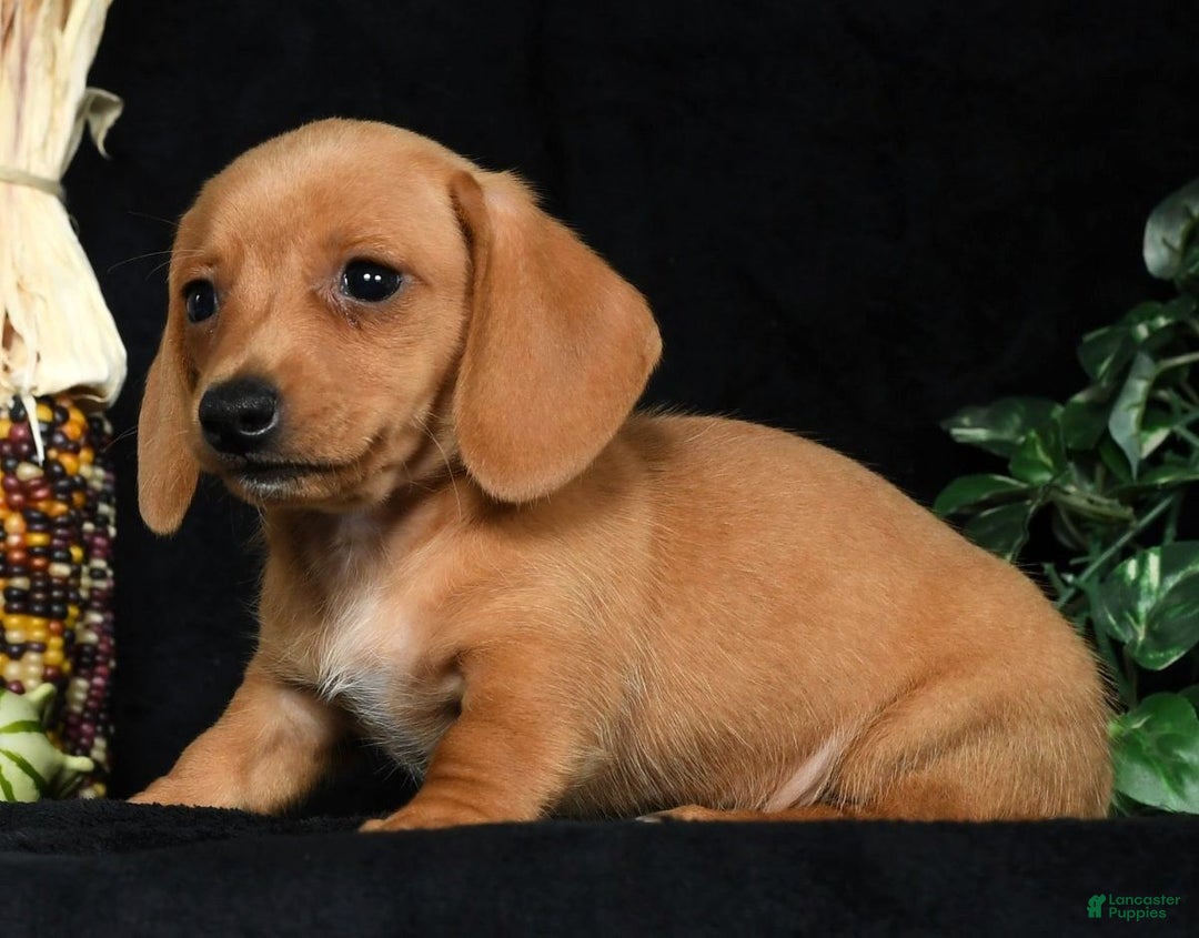 Miniature Dachshund dogs for sale: Toby Short Hair - Ad 6