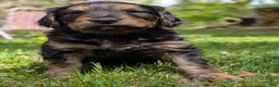 Mixed Breed dogs for sale: Winnie  - Ad 4