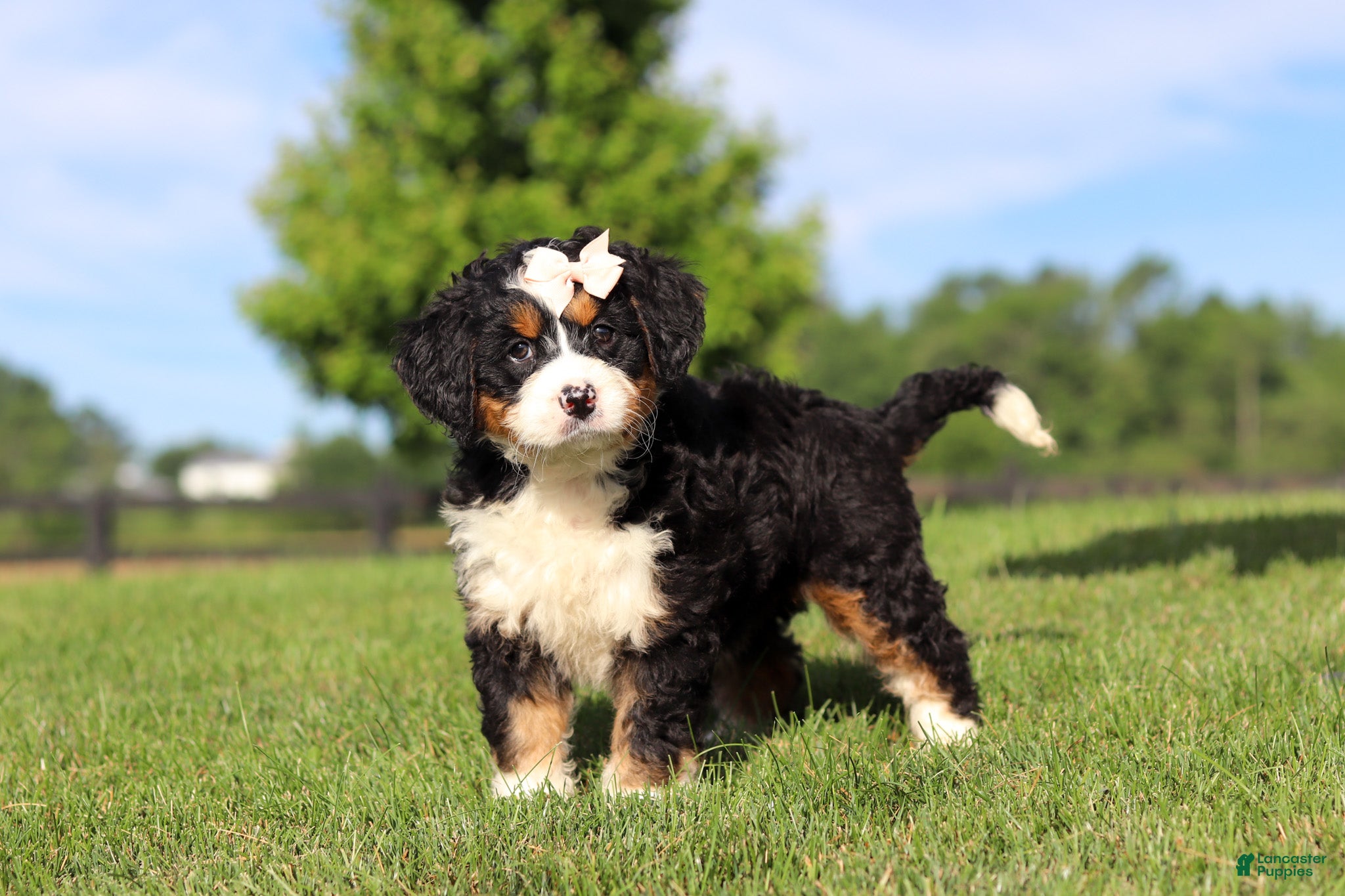 Mini Bernedoodle dogs Waffle - Ad 2