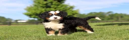 Mini Bernedoodle dogs for sale: Waffle - Ad 2