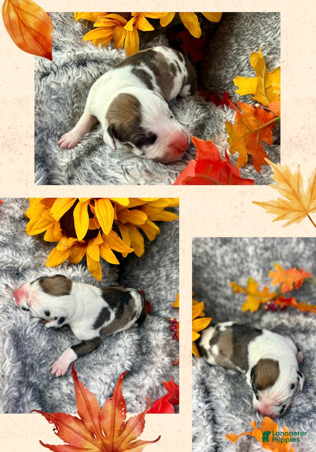 Great Dane dogs for sale: Hermione - Ad 5