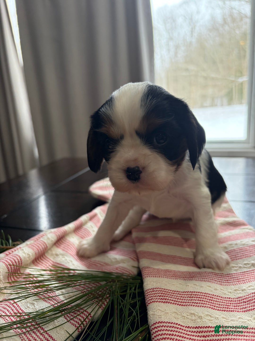 Cavalier King Charles Spaniel dogs for sale: Holly - Ad 2
