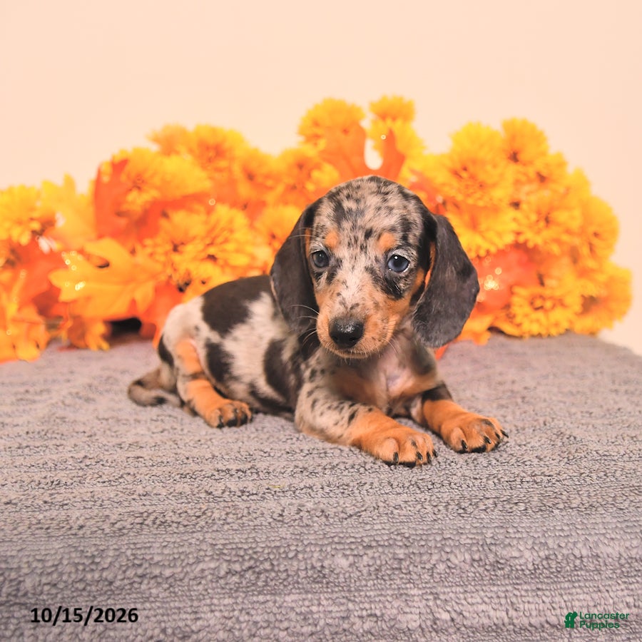 Miniature Dachshund dogs for sale: Roxy - Ad 1
