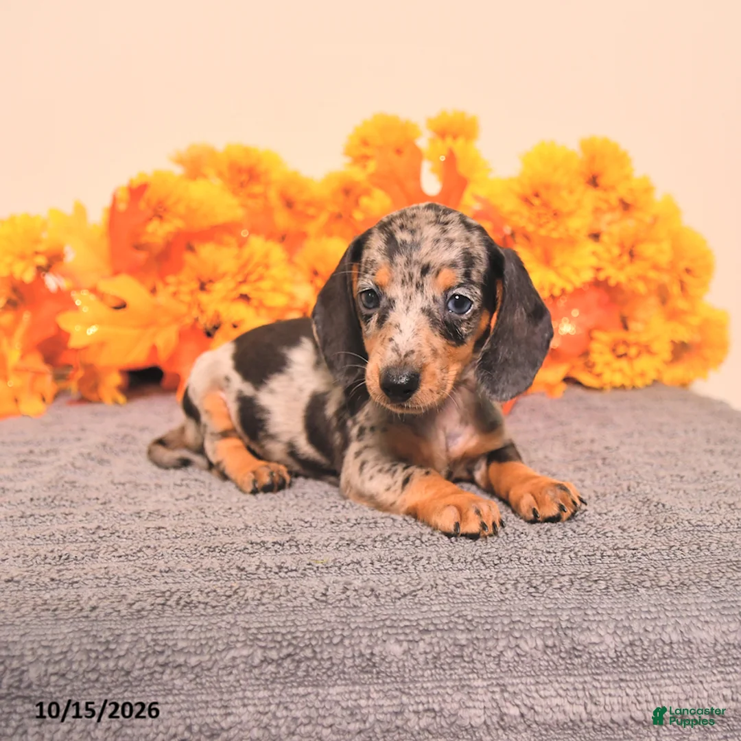 Miniature Dachshund dogs for sale: Roxy - Ad 1