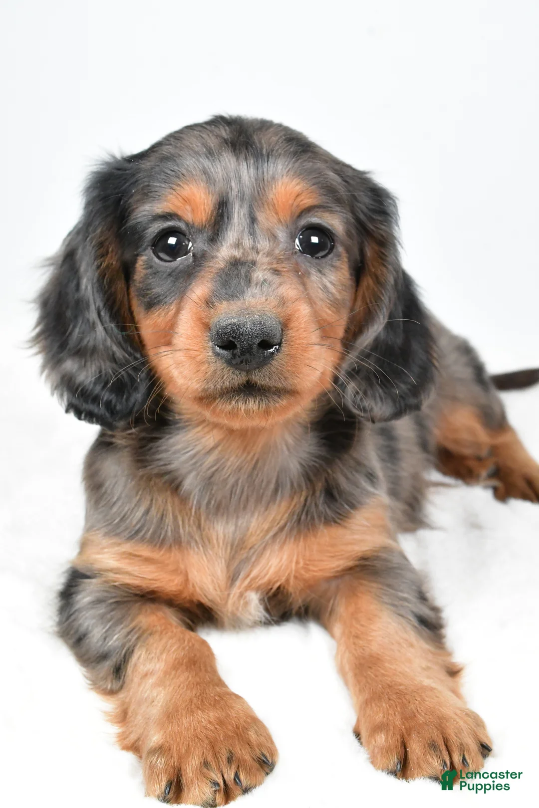Dachshund dogs for sale: Sammy - Ad 3