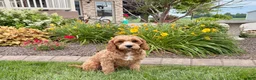 Cavapoo dogs for sale: Henry F1 - Ad 3