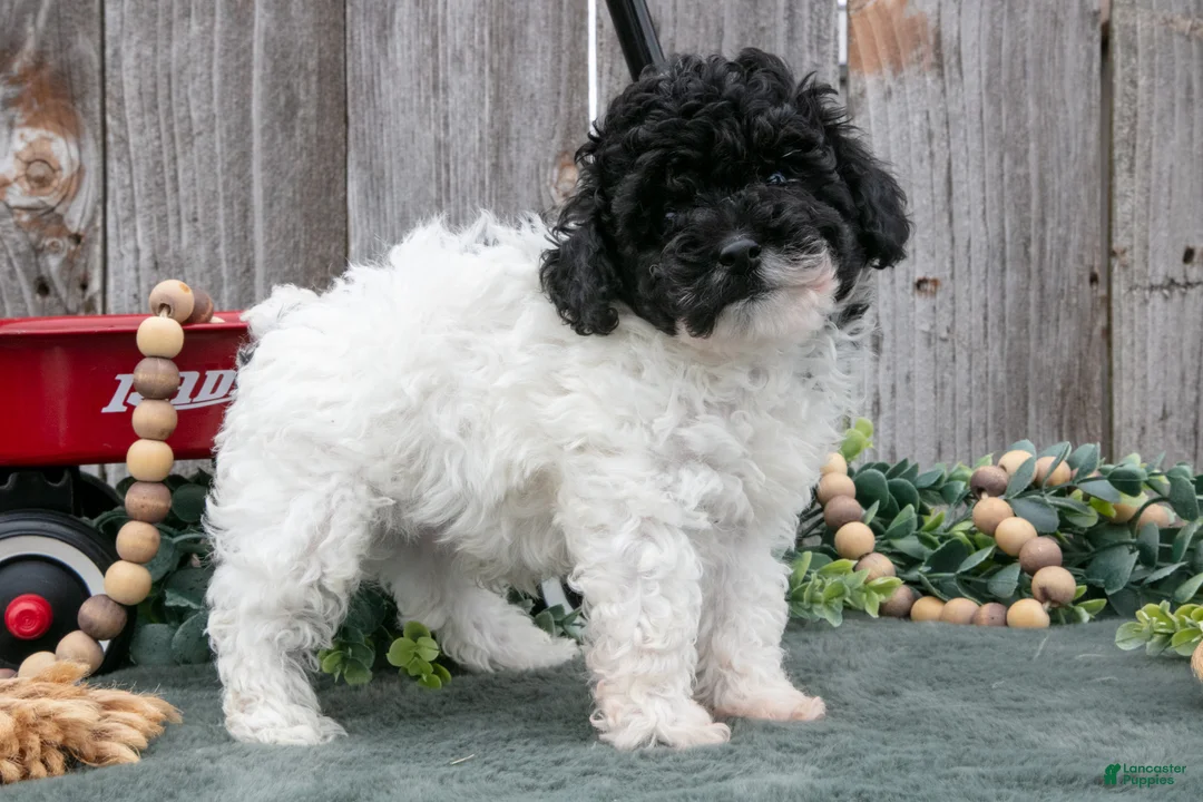 Toy Poodle dogs for sale: Duke - Ad 1