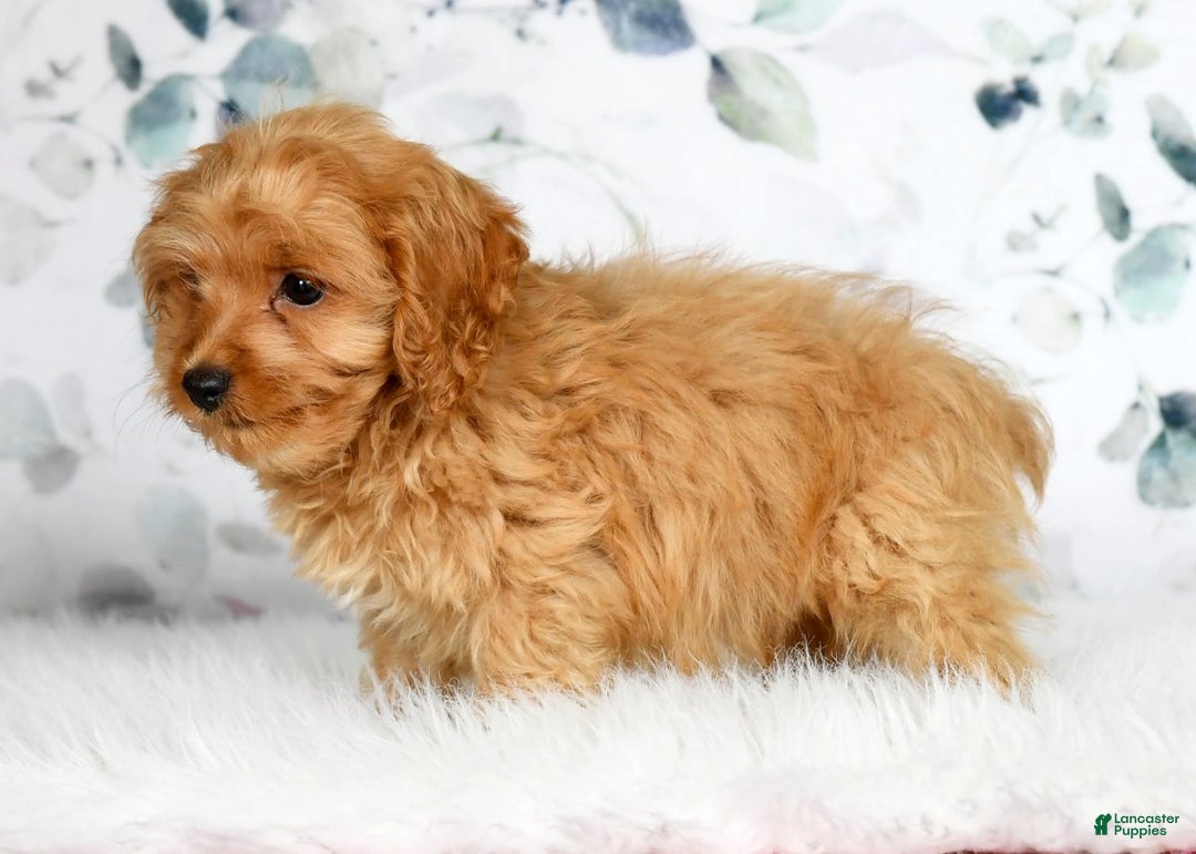 Cockapoo dogs for sale: Rocky - Ad 2
