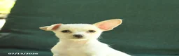 Chihuahua dogs for sale: Pal - Ad 5