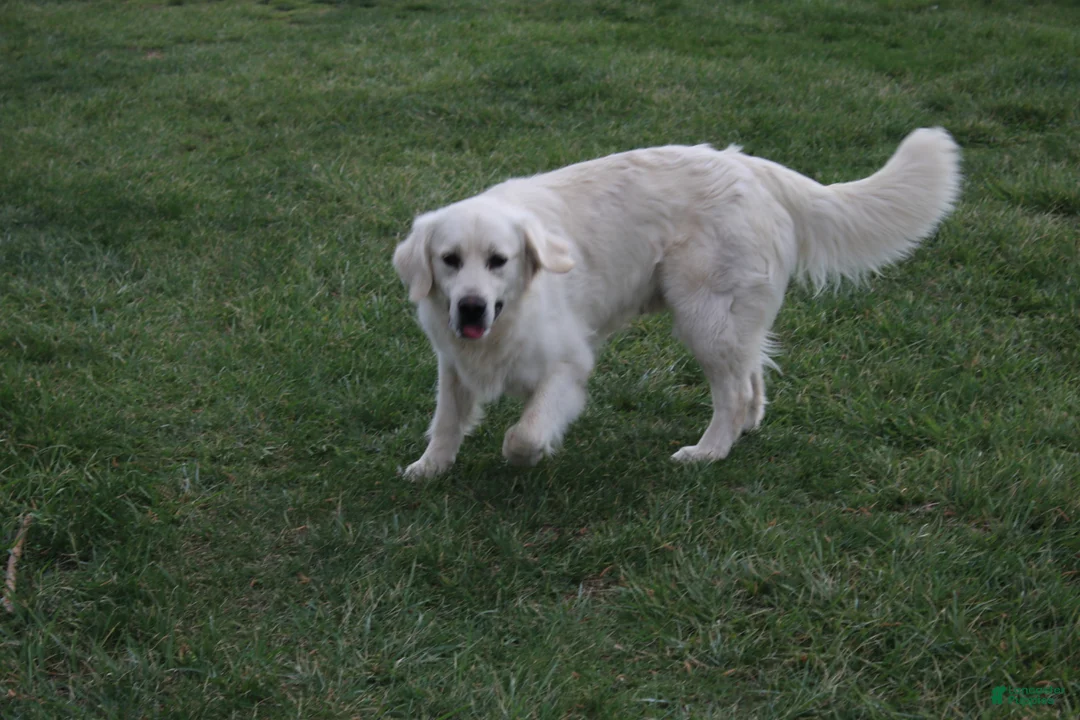 Golden Retriever dogs for sale: Ivory - Ad 6