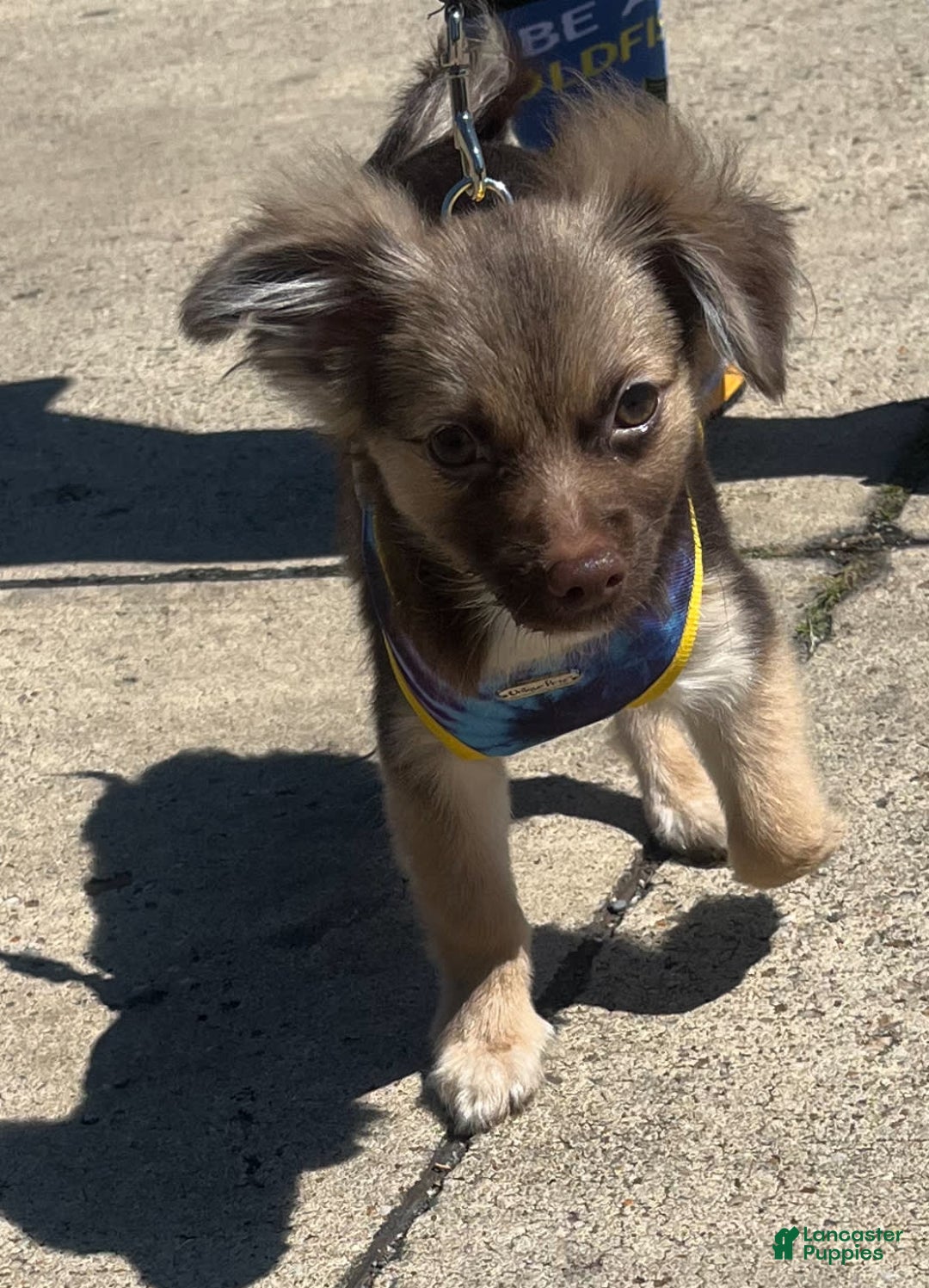 Gallery Image {{count}}