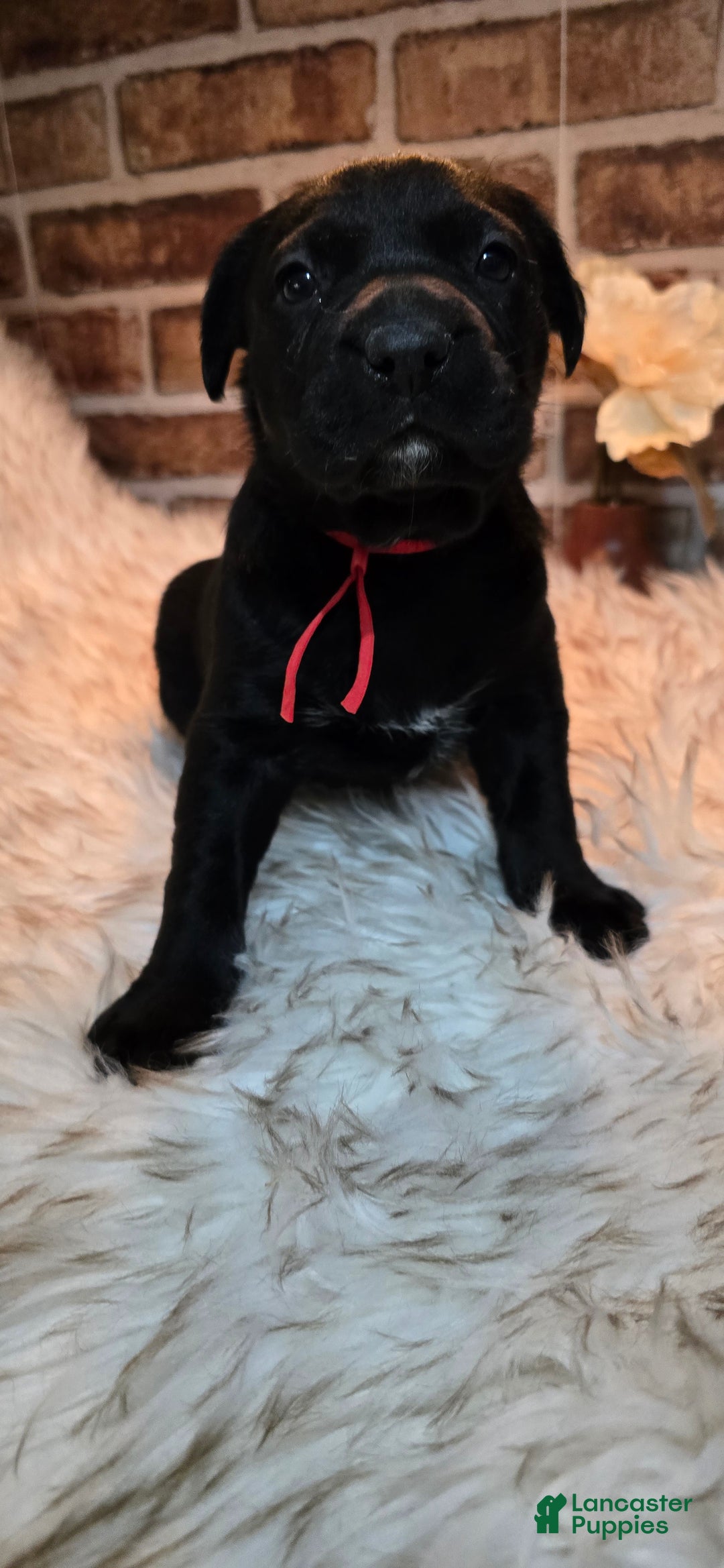 Mixed Breed dogs for sale: Sadie - Ad 4