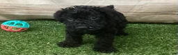 Kerry Blue Terrier dogs for sale: Paris - Ad 2