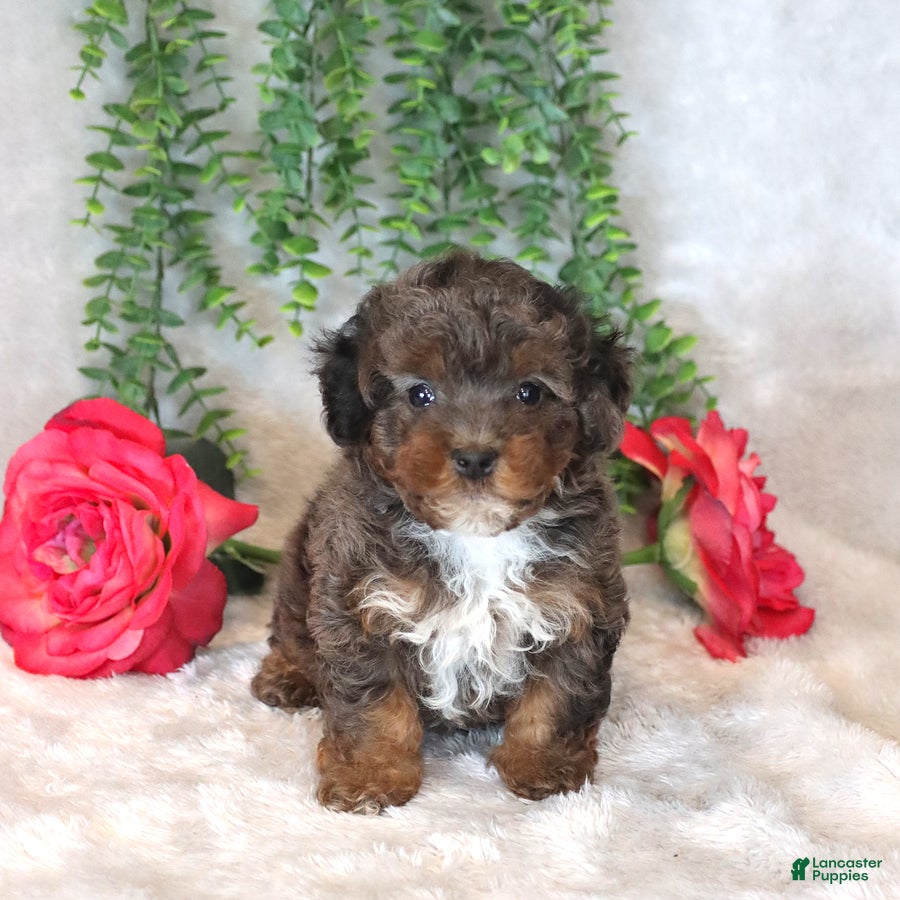 Havapoo dogs Logan - Ad 1