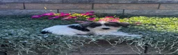Miniature Schnauzer dogs for sale: Kara - Ad 5