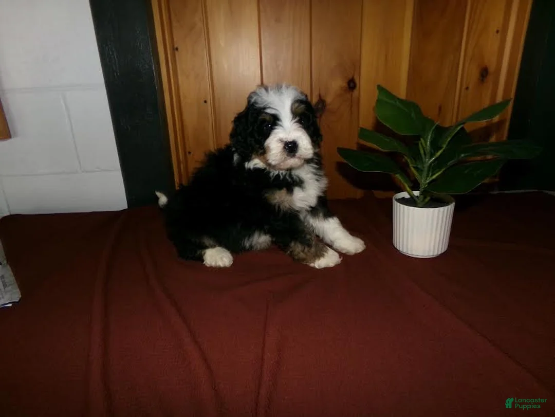 Mini Bernedoodle dogs for sale: Anson - Ad 4