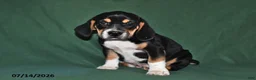 Beabull dogs for sale: Rover - Ad 4