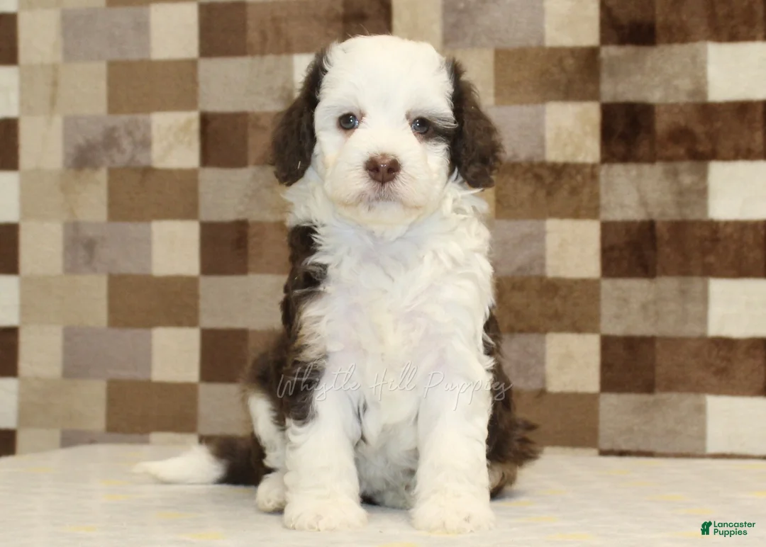Mini Bernedoodle dogs for sale: Honey - Ad 3