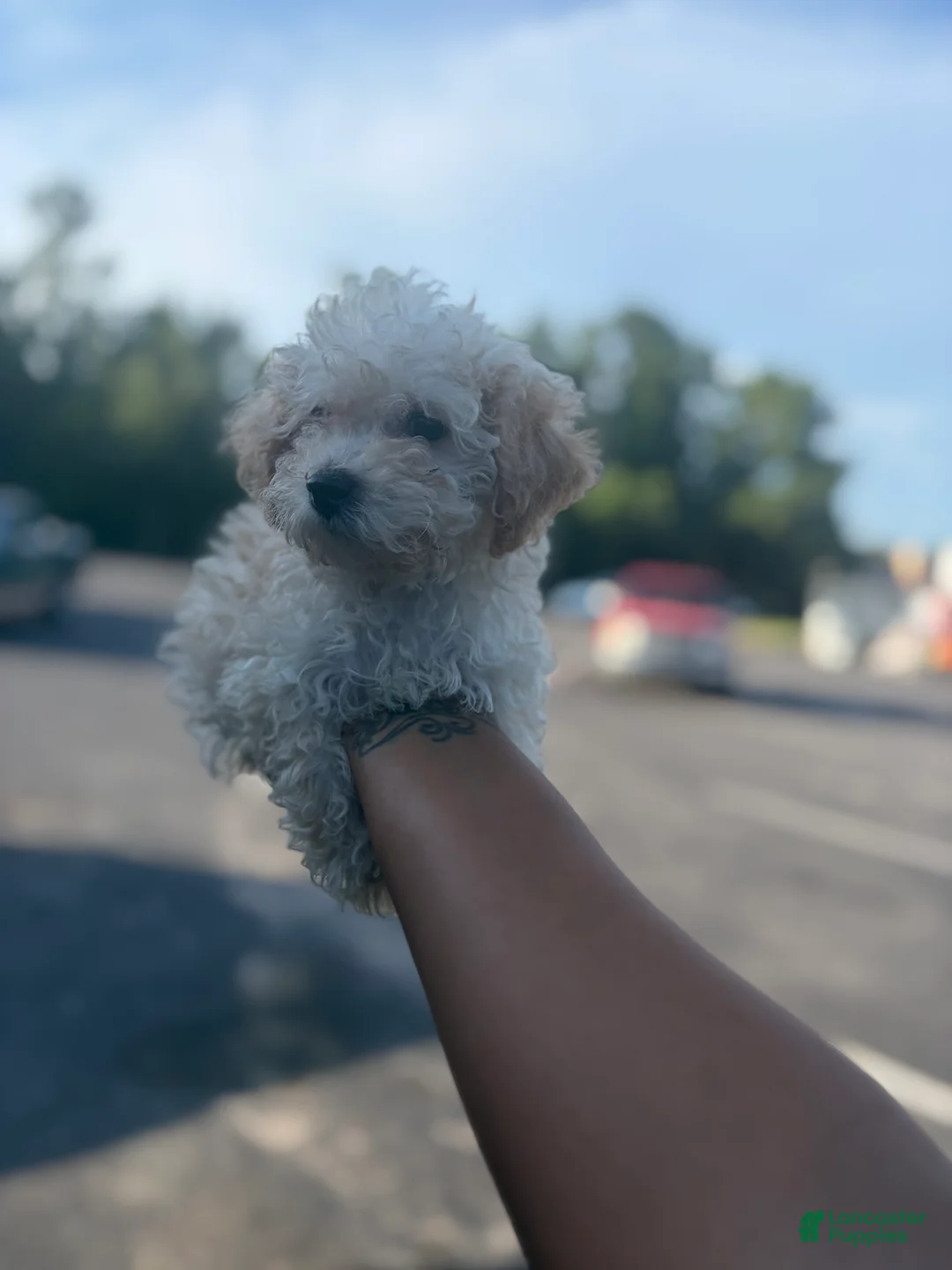 Toy Poodle dogs for sale: Toy Poodle 3 - Ad 2