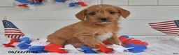 Toy Poodle dogs for sale: Skye - Ad 4
