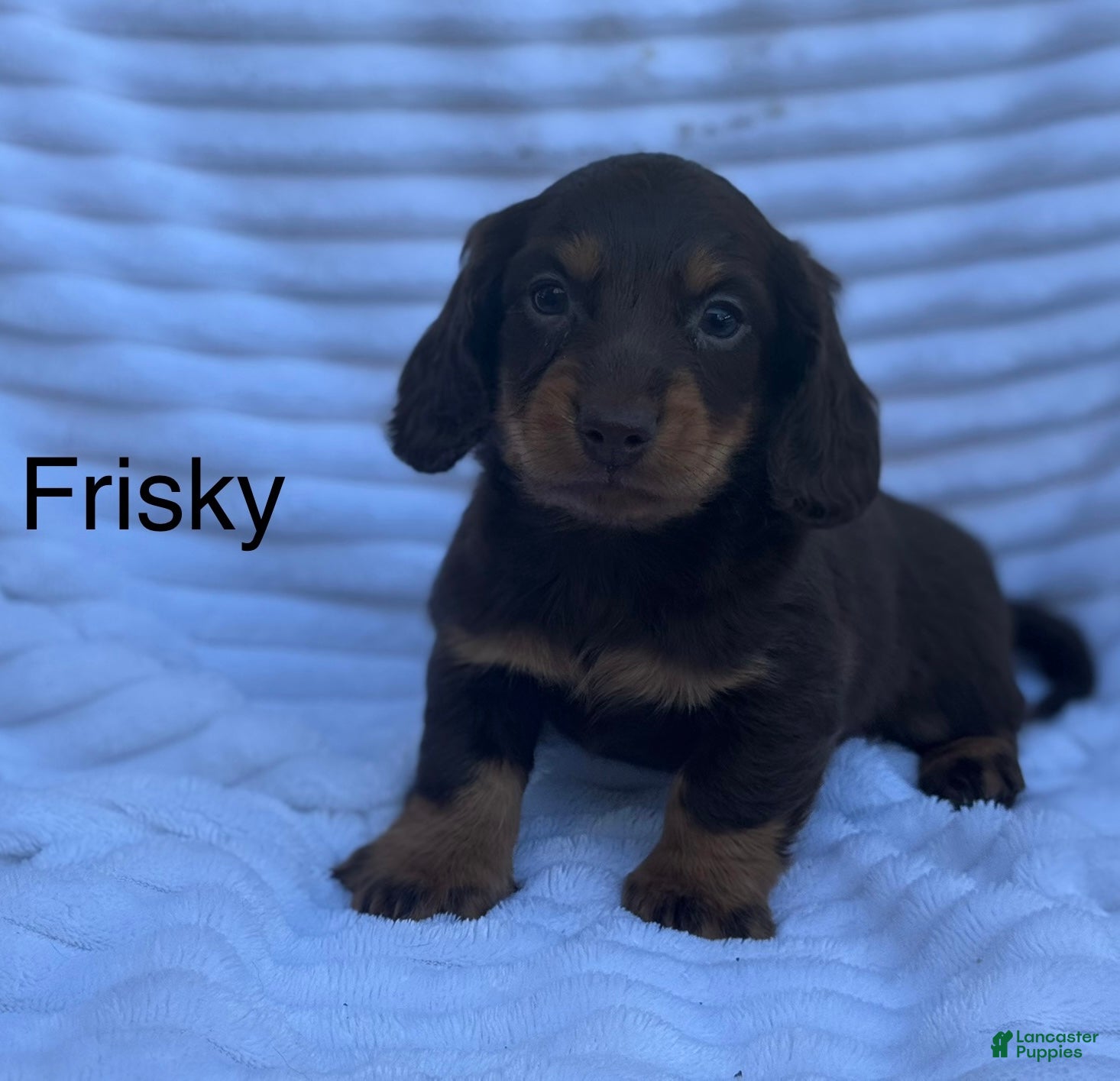 Miniature Dachshund dogs Frisky - Ad 24