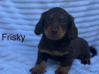 Miniature Dachshund dogs Frisky - Ad 24