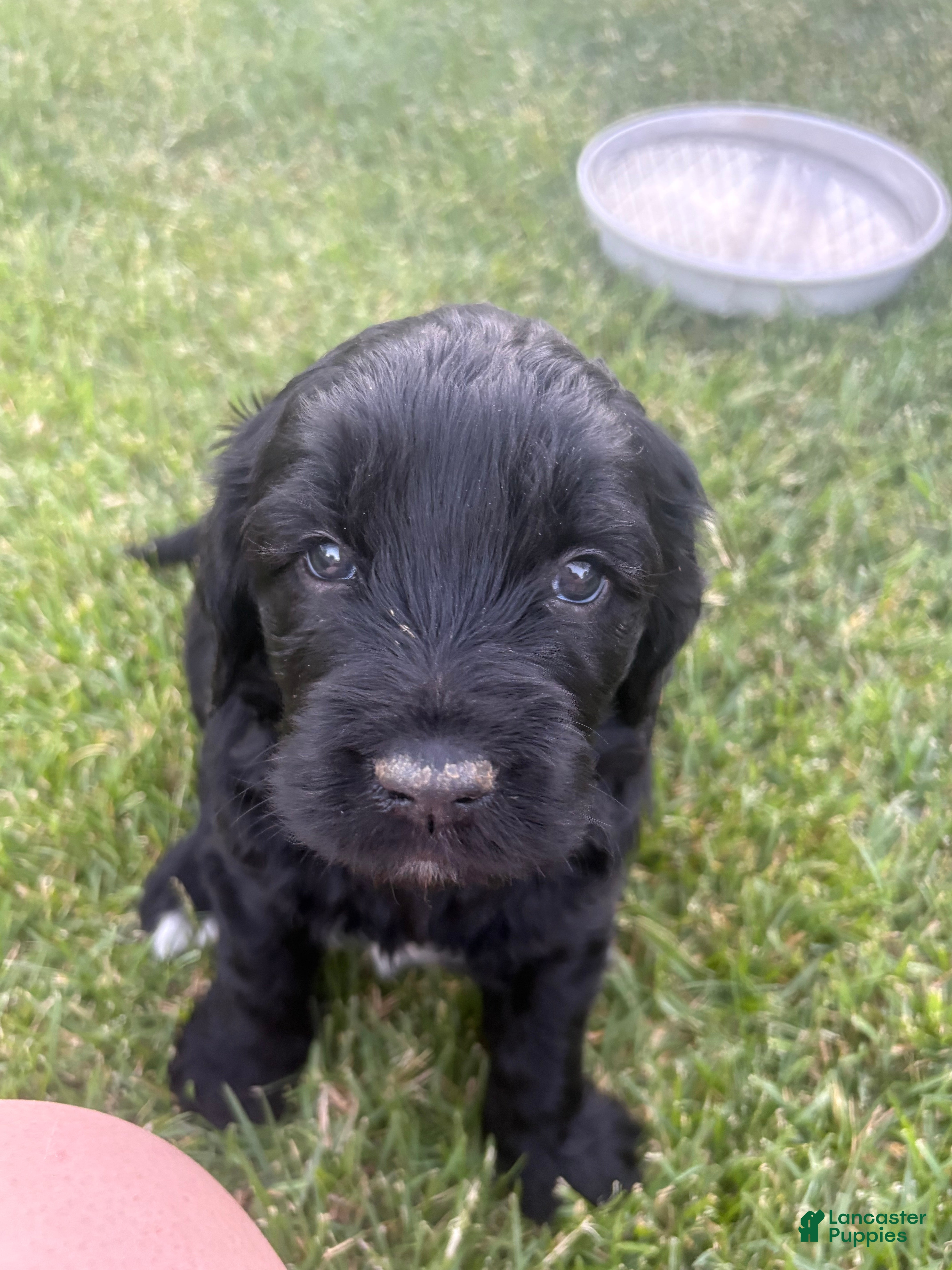 Goldendoodle dogs Emma - Ad 2