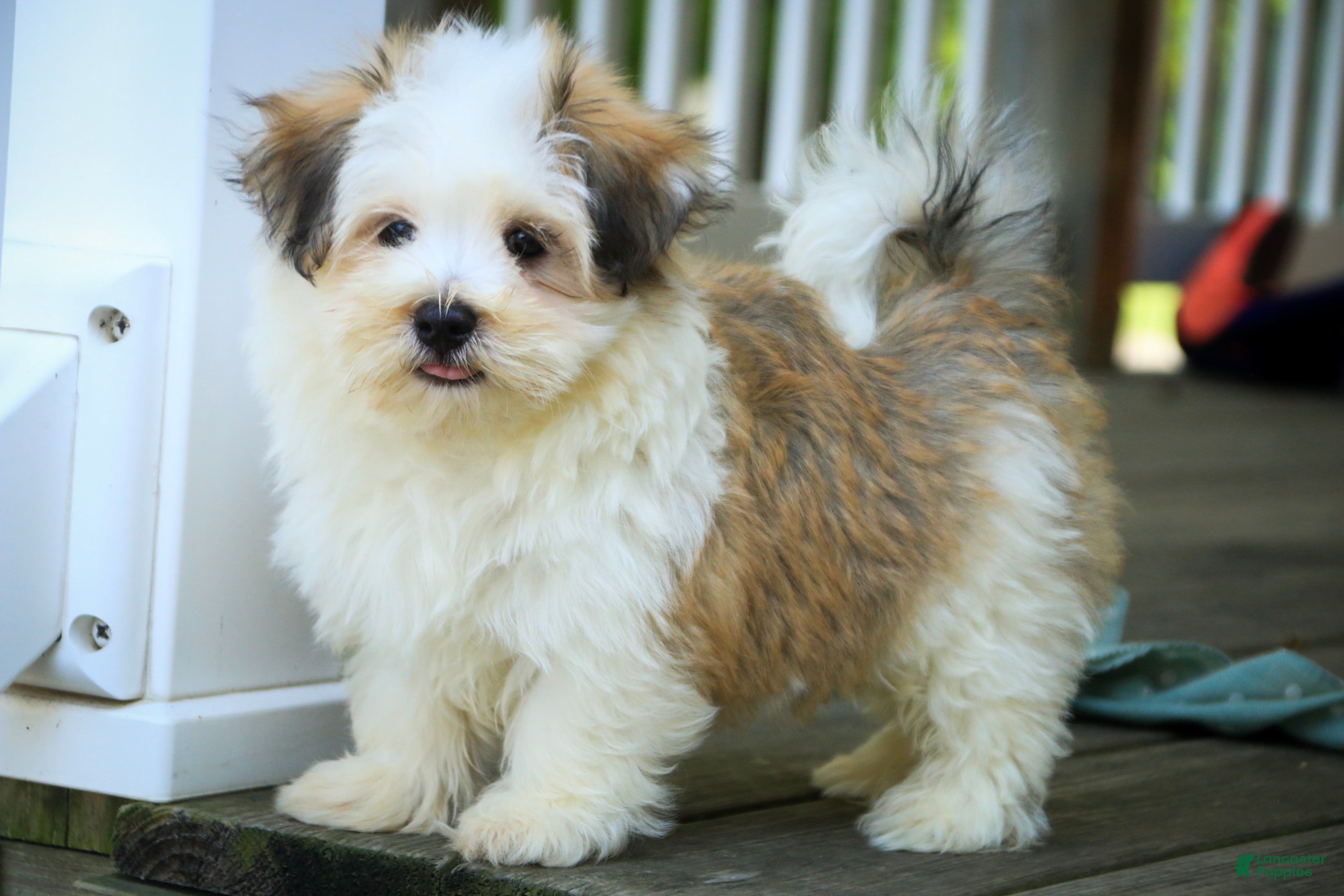 Havanese dogs Fernando - Ad 1