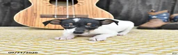 Toy Fox Terrier dogs for sale: Betsy - Ad 3