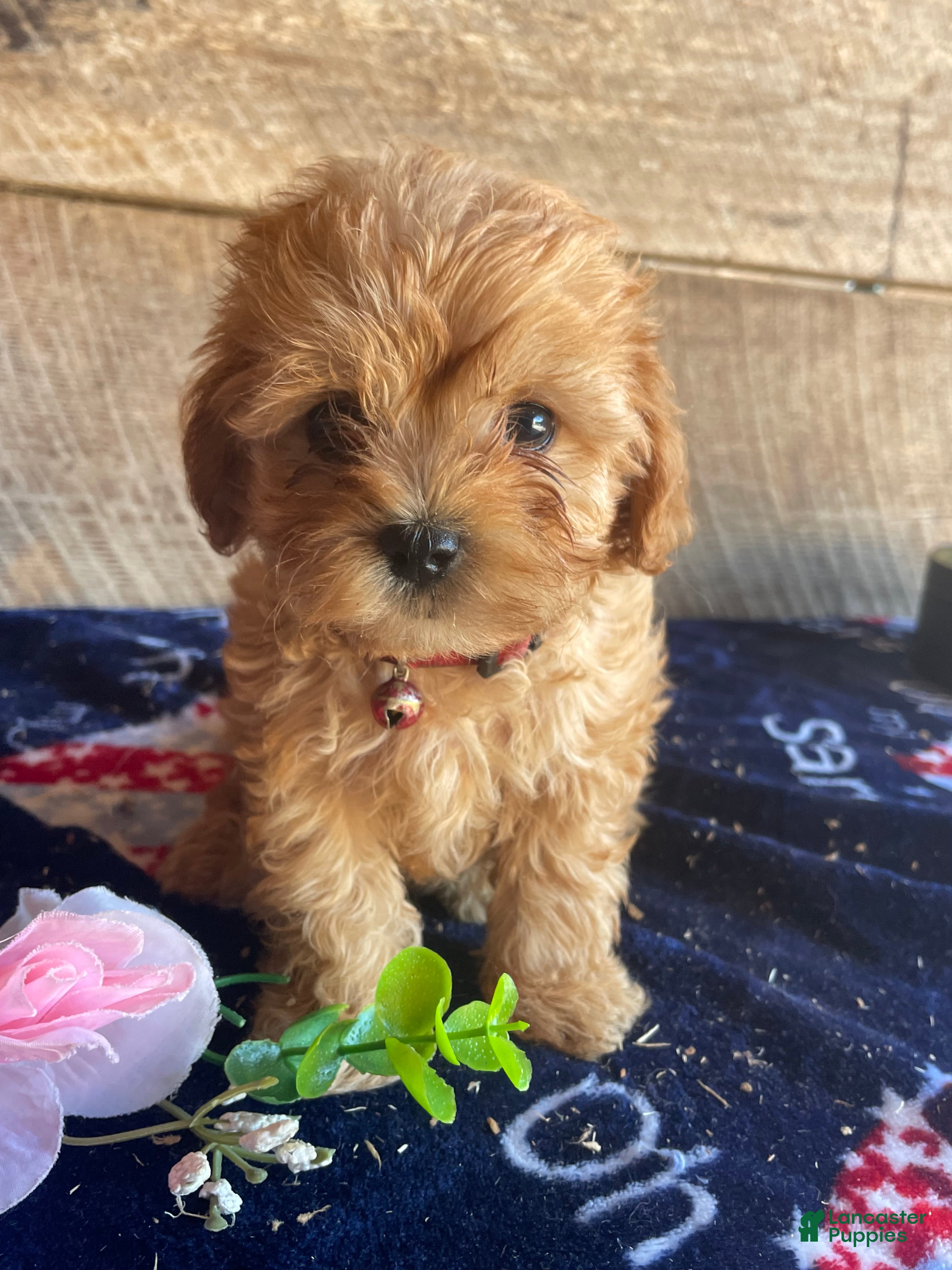 Cavapoochon dogs Carter - Ad 15