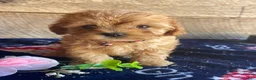 Cavapoochon dogs for sale: Carter - Ad 1