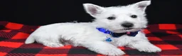 West Highland Terrier dogs for sale: Kaden - Ad 2