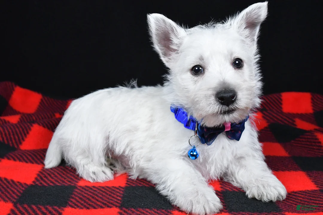 West Highland Terrier dogs for sale: Kaden - Ad 2