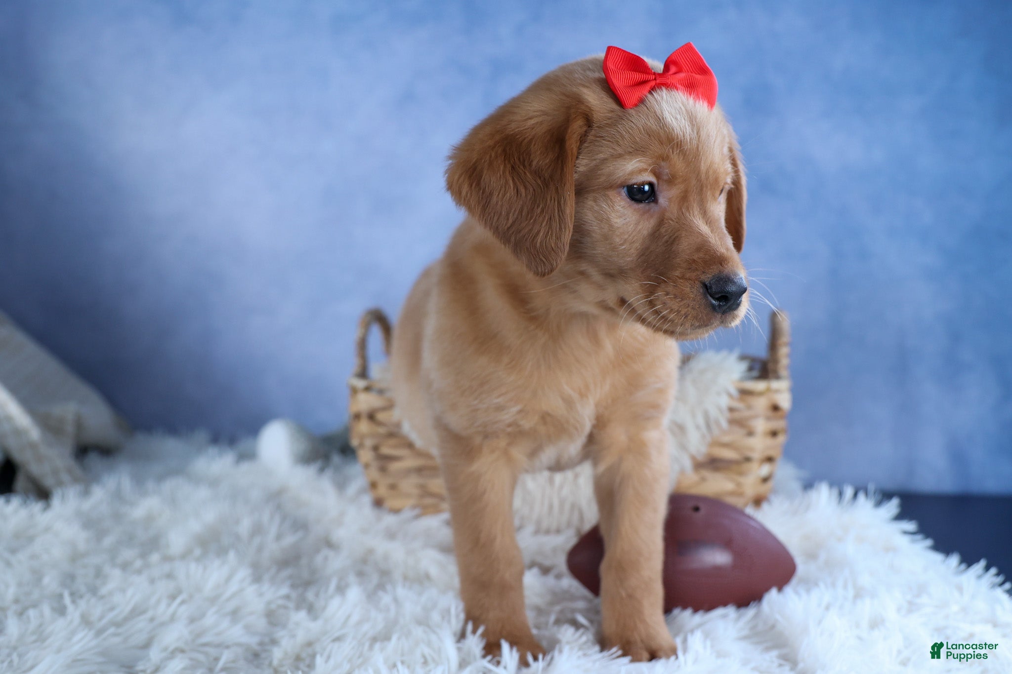 Labrador Retriever dogs DUKE - Ad 2