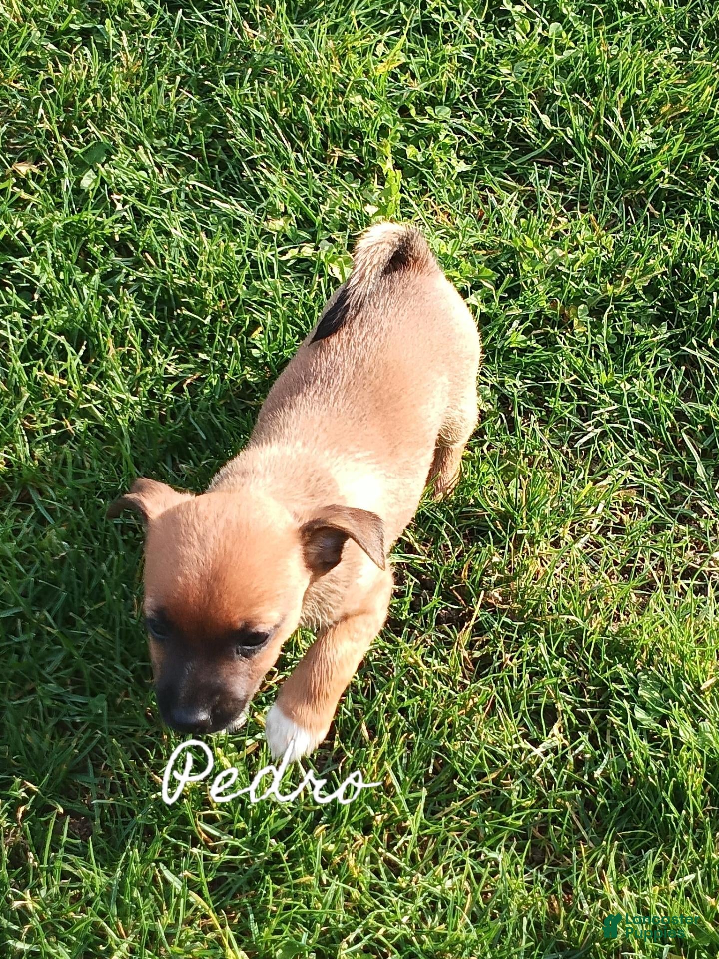 Chihuahua dogs for sale: Chihuahua 2 - Ad 2