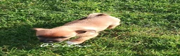 Chihuahua dogs for sale: Chihuahua 2 - Ad 2