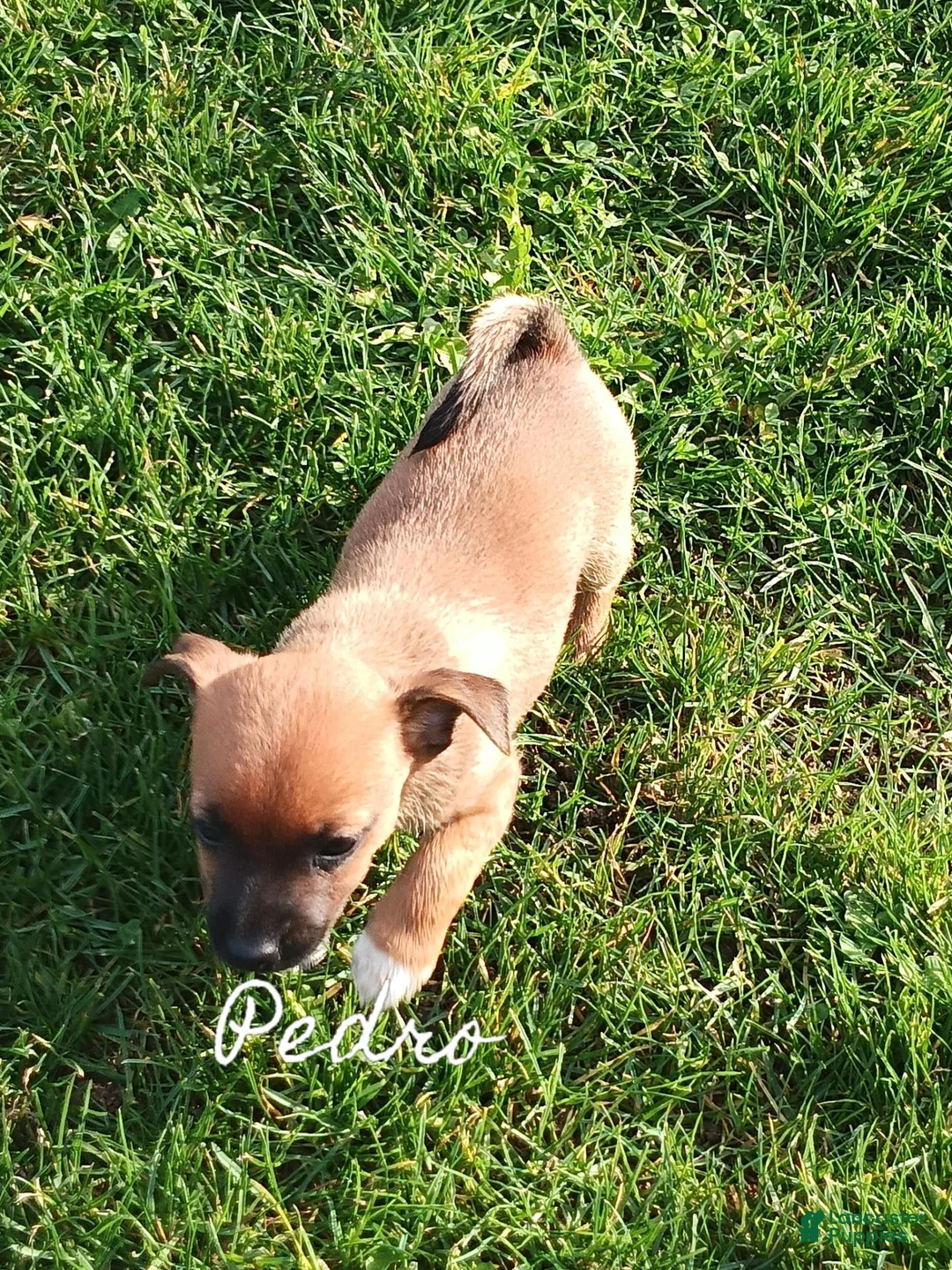 Chihuahua dogs for sale: Chihuahua 2 - Ad 2
