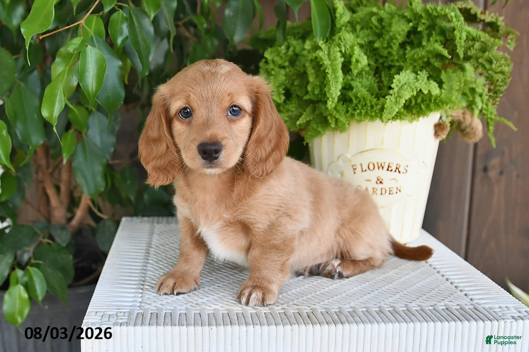 Miniature Dachshund dogs for sale: Smith - Ad 1