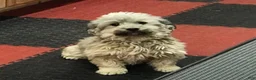 Havapoo dogs for sale: Havapoo 1 - Ad 7