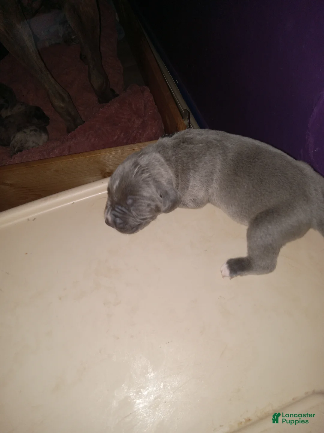 Daniff dogs for sale: BOULDER-Daniff Puppy 1 - Ad 2