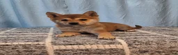 Shiba Inu dogs for sale: Pixie  - Ad 1