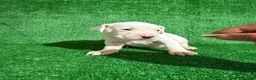 Dogo Argentino dogs for sale: Orange female - Ad 5