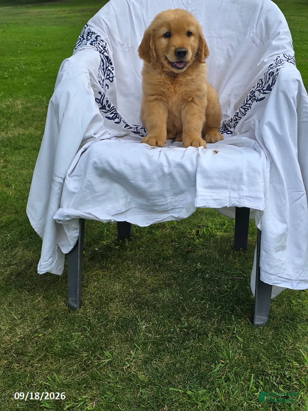 Golden Retriever dogs for sale: Kyle - Ad 3