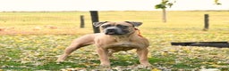 Cane Corso dogs for sale: Rosie - Ad 11