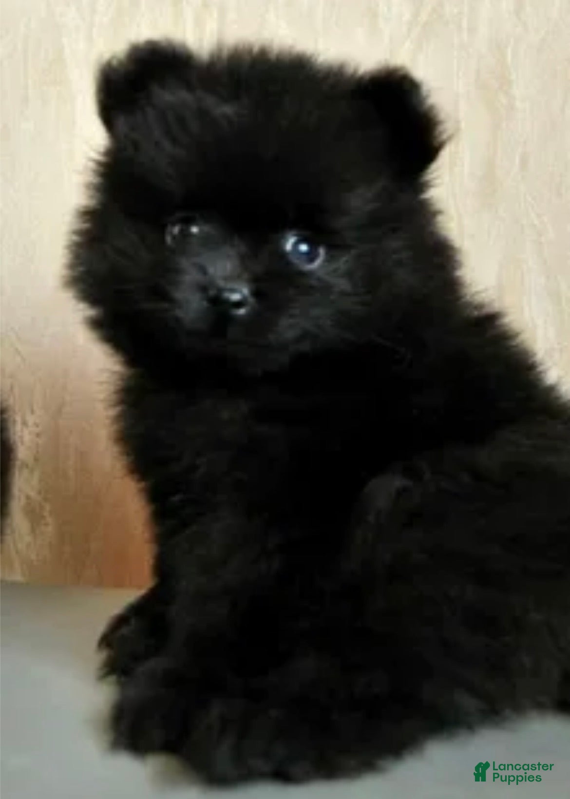 Pomeranian dogs for sale: Rex - Ad 1