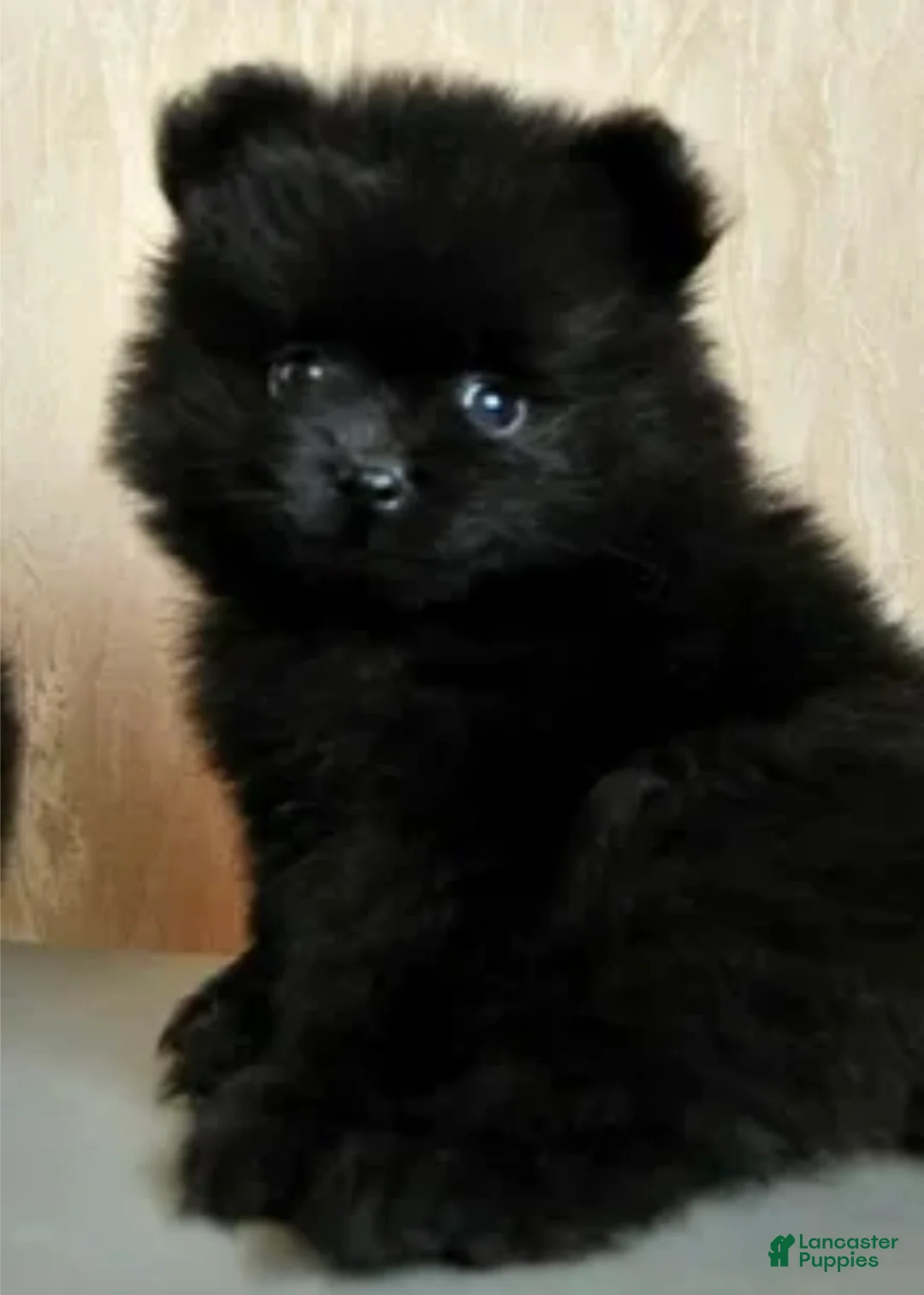 Pomeranian dogs for sale: Rex - Ad 1